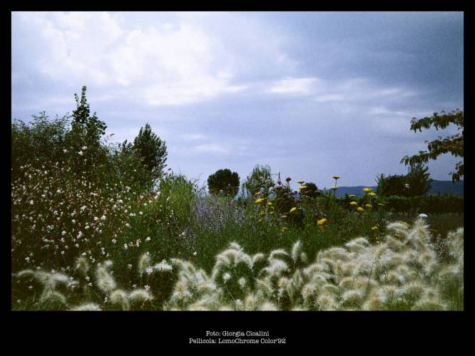Foto: Giorgia Cicalini
Pellicola: LomoChrome Color'92