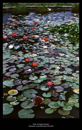 Foto: Giorgia Cicalini
Pellicola: LomoChrome Color'92