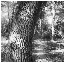 Foto-Aurelio-Stoppini-Rolleicord-e-Ilford-HP5-12010