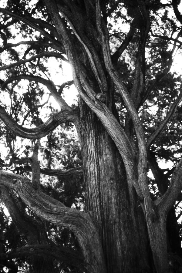 USATO: Ricoh HI-COLOR 35 - immagine 7