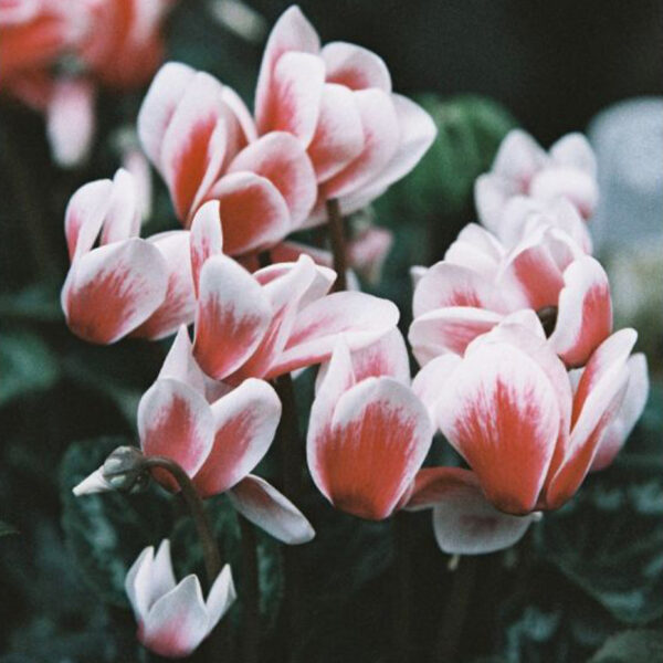 LomoChrome Color '92 35mm ISO 400 36pose | Pellicola Lomography - immagine 4