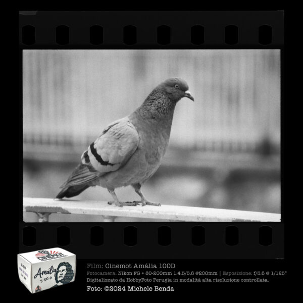 Cinemot | Amália  100 D  135-36 p. | Pellicola negativa bianco e nero - immagine 9