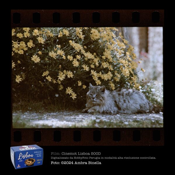 Cinemot | Lisboa 1999 500 D - Pellicola negativa a colori  400 iso 135-36 - immagine 7