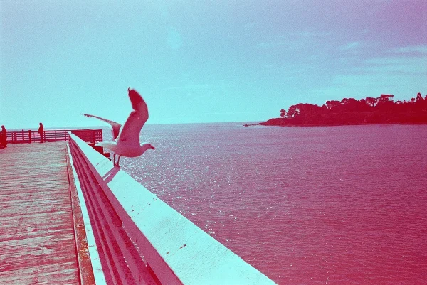 Revolog | 600nm - Pellicola negativa a colori  400 iso 135-36 - immagine 6