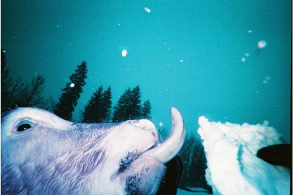 Fotocamera Simple Use Ricaricabile LomoChrome Purple - immagine 10